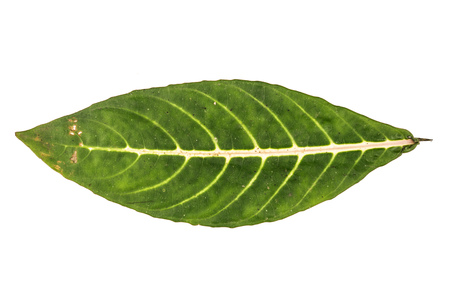 green jungle leaf white background from the amazonの写真素材