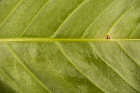 leaf background close up