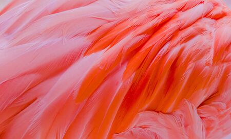 Pink flamingos close up, detailの写真素材