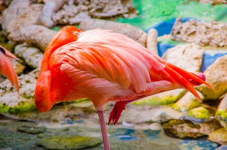 Pink flamingos close up, detailの写真素材