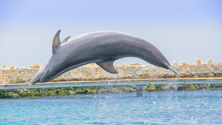 Curacao Sea Aquarium with Dolphin Academyの写真素材