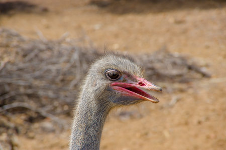 Curious african ostrich walking at the ostrich farm. Ostrich Farm