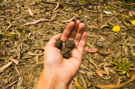 Hand holding out nuts found in nature, forest ground background.の写真素材