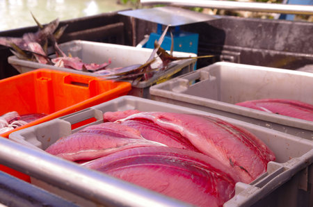 Selection of various fish laid out for sale at local market, Galapagos Islands, Ecuador.