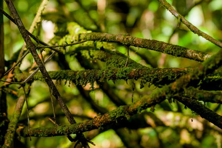 Closeup of brown colored skinny tree branch with green blurry vegetation background.
