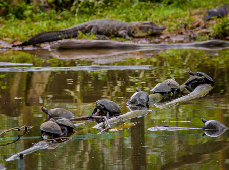 Row of medium sized turtles crossing jungle water on floating logs.の写真素材