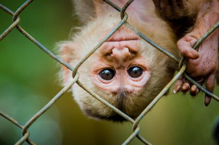 Fantastic closeup photo of playful cute little monkey from amazon jungle Ecuador.の写真素材