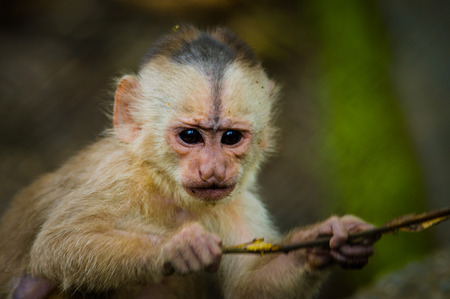 Fantastic closeup photo of playful cute little monkey from amazon jungle Ecuador.の写真素材