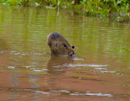 Tapir swimming with head above water in amazon jungle river.の写真素材