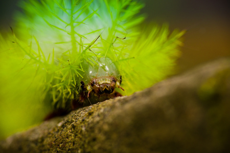 Small green bug crawling through neon colored plant on wooden branch in amazon jungle Ecuador.の写真素材