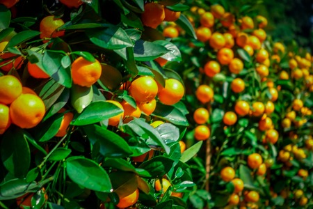 SHENZEN, CHINA - 29 JANUARY, 2017: Close up beautiful mandarin bushes, chinese tradition as part of new year celebrationsのeditorial素材