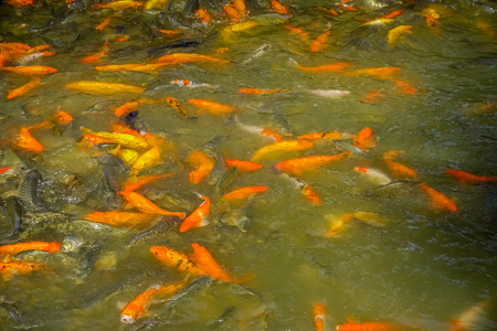 SHENZEN, CHINA - 29 JANUARY, 2017: Inside Lian Hua Shan park, large recreational area, lots of orange and dark colored fishes gather together with tourists watchingのeditorial素材
