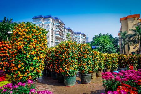 SHENZEN, CHINA - 29 JANUARY, 2017: Many mandarin bushes lined up in pots on city street, chinese tradition as part of new year celebrationsのeditorial素材