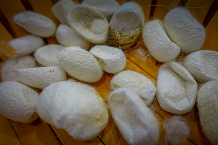 Close up of white cocoons lying together ready for processing, inside traditional silk factory