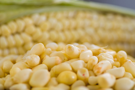 Some perfect and yellow corncobs with a corn behindの写真素材