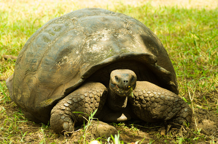 Tortoises are herbivorous animals with a diet comprising cactus, grasses, leaves and fruit, walking in the forestの写真素材