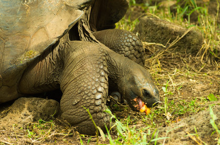 Tortoises are herbivorous animals with a diet comprising cactus, grasses, leaves, vines, and fruit,...