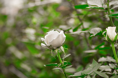 Beautiful single white rose flower in garden greenhouseの写真素材