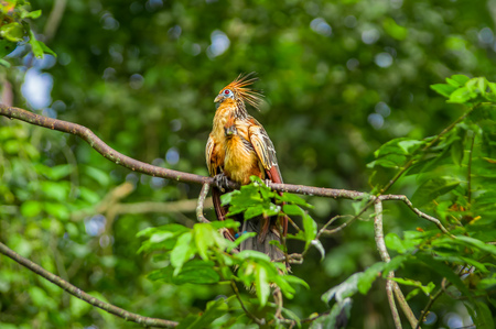 Goatsin Opisthocomus hoazin on a tree in Limoncocha National Park in the Amazon rainforest in Ecuador.の写真素材