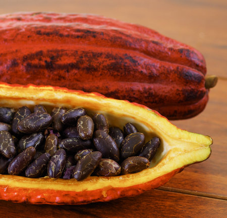 Fresh cocoa pods and beans in a cocoa pods on wooden background