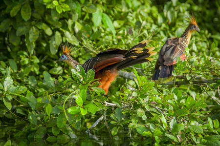 Goatsin Opisthocomus hoazin on a tree in Limoncocha National Park in the Amazon rainforest in Ecuadorの写真素材