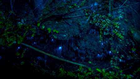 Amazing waitomo Glow worm in Caves, located in New Zealandの写真素材