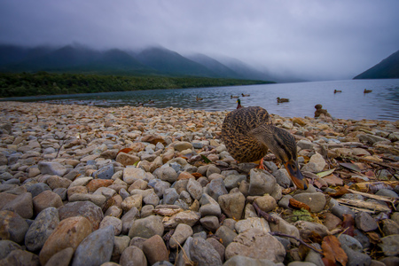 A duck by the lake in Queenstown, New Zealandの写真素材