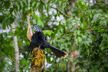 Anhinga or snakebird sittting over a branch, inside of the amazon rainforest in the Cuyabeno...
