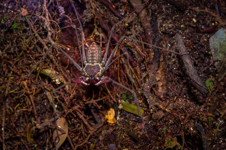 Whip Scorpion walking toward viewer through dry leafs, whip Scorpion amblypygi inside of the forest in Cuyabeno National Park, in Ecuadorの写真素材