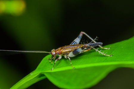 Colorful Grasshopper climbing over green leafs, in Cuyabeno National Park, in Ecuadorの写真素材