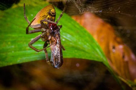 A tiny spider with a bug wrapped with a spider web found in the Amazon jungle region of Cuyabeno National Park, in Ecuadorの写真素材