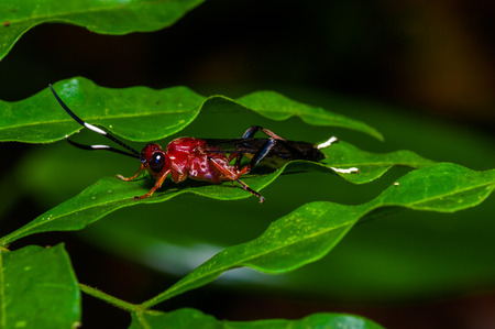 Small red insect sitting on a green leaf in the amazon rainforest in Cuyabeno National Park, in Ecuadorの写真素材