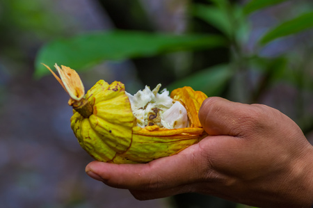 Close up of fresh Cocoa fruit in farmers hands. Organic cacao fruit - healthy food. Cut of raw cocoa inside of the amazon rainforest in Cuyabeno National Park in Ecuadorの写真素材