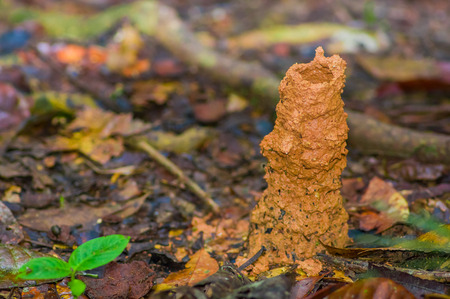 Wasp nest hole in underground, inside of the amazon rainforest in Cuyabeno National Park, in Ecuadorの写真素材