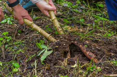 Root of yucca plant, inside of the amazon forest in Cuyabeno, Ecuadorの写真素材