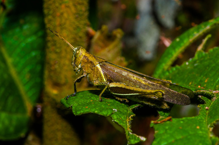 Colorful Grasshopper climbing over green leafs, in Cuyabeno National Park, in Ecuadorの写真素材