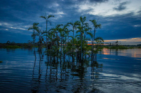 Sunset silhouetting a flooded jungle and some aquatic plants in Laguna Grande, in the Cuyabeno...