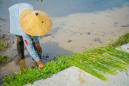 Farmer planting some rice seeds in a flooded land in terraces, Ubud, Bali, Indonesiaの写真素材