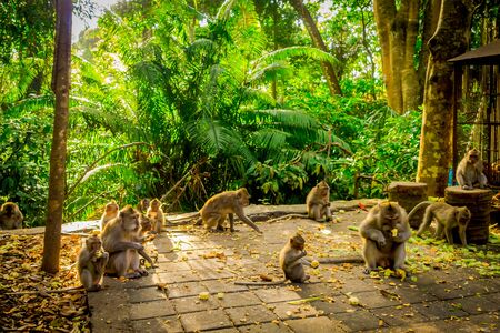 Beautiful group of long-tailed macaques Macaca fascicularis in The Ubud Monkey Forest Temple, eating fruits in a sunny day inside the forest, on Bali Indonesiaの写真素材