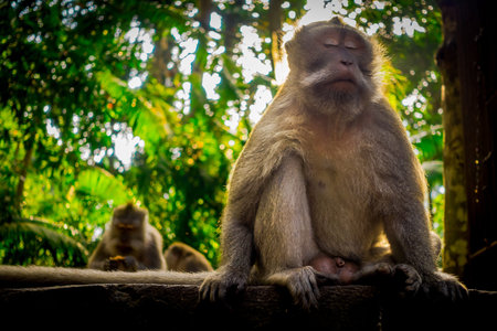 Long-tailed macaques Macaca fascicularis in The Ubud Monkey Forest Temple on Bali Indonesia