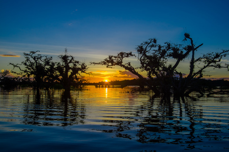 Trees silhouetted against an orange sky at sunset over Laguna Grande in the Cuyabeno Wildlife Reserve National Park, in Ecuadorの写真素材