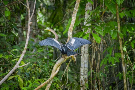 Anhinga or snakebird sittting over a branch, inside of the amazon rainforest in the Cuyabeno National Park in Ecuadorの写真素材