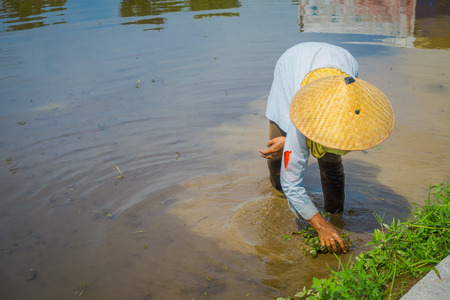 Farmer planting some rice seeds in a flooded land in terraces, Ubud, Bali, Indonesiaの写真素材