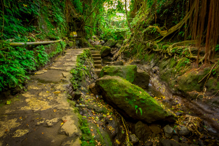 Stoned path inside of the Monkey Forest Sanctuary, a nature reserve and Hindu temple complex in Ubud, Bali, Indonesiaの写真素材