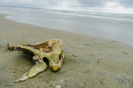 Beautiful beach with pacific ocean background, sandy surface, with a dead decomposed turtle on the sand, in Muisne Island Ecuadorの写真素材