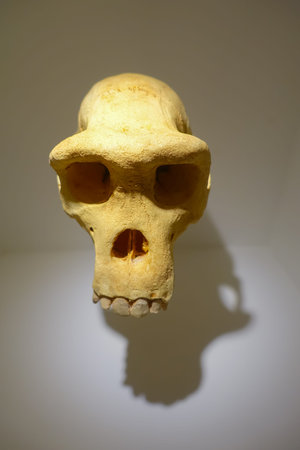 HOUSTON, USA - JANUARY 12, 2017: Close up of a skull in National Museum of Natural Science in...