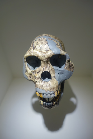 HOUSTON, USA - JANUARY 12, 2017: Close up of a skull in National Museum of Natural Science in Orlando Houston in USA, in a wall backgroundのeditorial素材