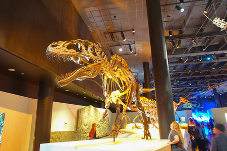 HOUSTON, USA - JANUARY 12, 2017: Fossil of dinosaur t-rex, the most amazing dinosaur depredator of that age, in a exposition in National Museum of Natural Science in Orlando Houston in USAのeditorial素材