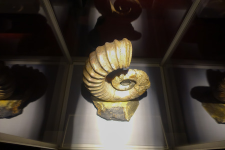 HOUSTON, USA - JANUARY 12, 2017: Fosilized seashell amonites exposition over a white base, in National Museum of Natural Science in Orlando Houston in USAのeditorial素材