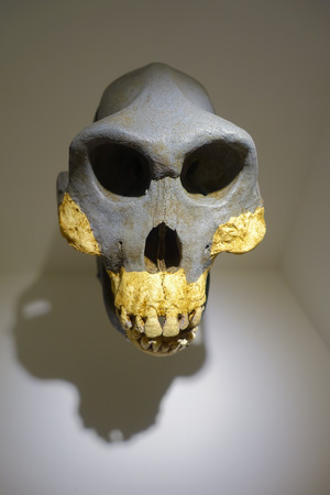 HOUSTON, USA - JANUARY 12, 2017: Close up of a skull in National Museum of Natural Science in Orlando Houston in USA, in a wall backgroundのeditorial素材